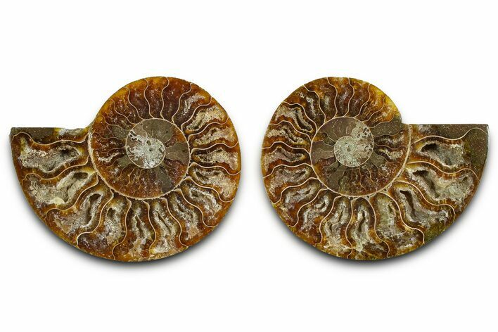 Cut & Polished Ammonite Fossil - Madagascar #377537